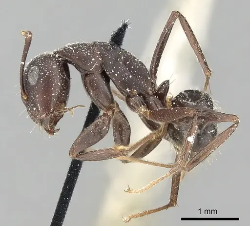 Camponotus acvapimensis specimen CASENT0249859 image casent0249859_3