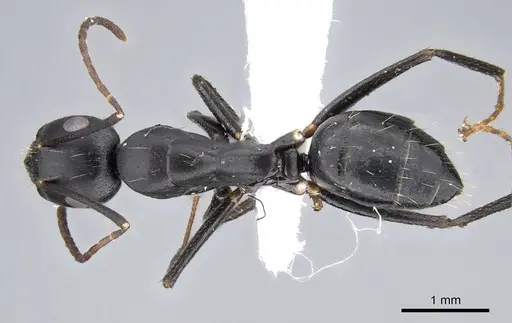 Camponotus acvapimensis specimen CASENT0746632 image casent0746632_1