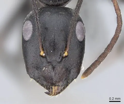 Camponotus acvapimensis specimen CASENT0746632 image casent0746632_2