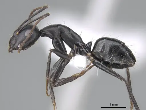 Camponotus acvapimensis specimen CASENT0746632 image casent0746632_3