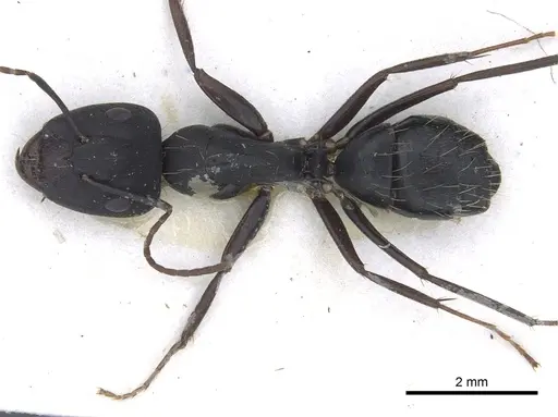 Camponotus acvapimensis specimen CASENT0903527 image casent0903527_1