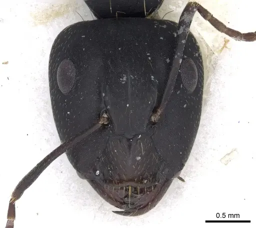 Camponotus acvapimensis specimen CASENT0903527 image casent0903527_2