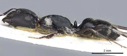 Camponotus acvapimensis specimen CASENT0903527 image casent0903527_3