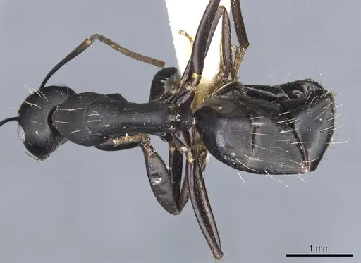 Camponotus acvapimensis specimen CASENT0903528 image casent0903528_1