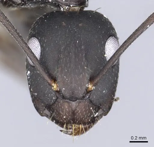 Camponotus acvapimensis specimen CASENT0903528 image casent0903528_2