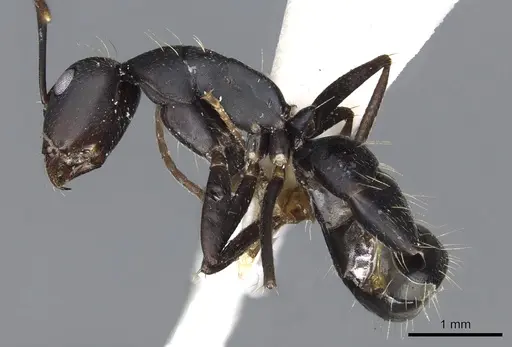 Camponotus acvapimensis specimen CASENT0903528 image casent0903528_3