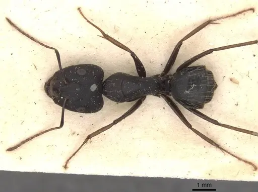 Camponotus acvapimensis specimen CASENT0910101 image casent0910101_1