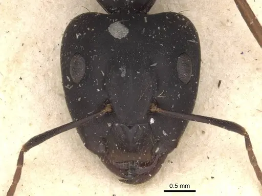 Camponotus acvapimensis specimen CASENT0910101 image casent0910101_2