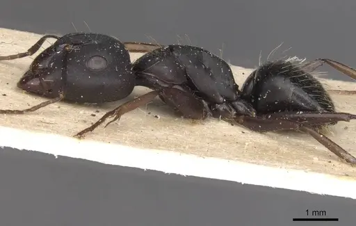 Camponotus acvapimensis specimen CASENT0910101 image casent0910101_3