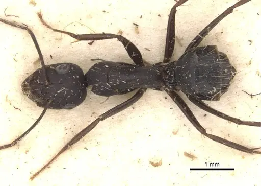 Camponotus acvapimensis specimen CASENT0910102 image casent0910102_1