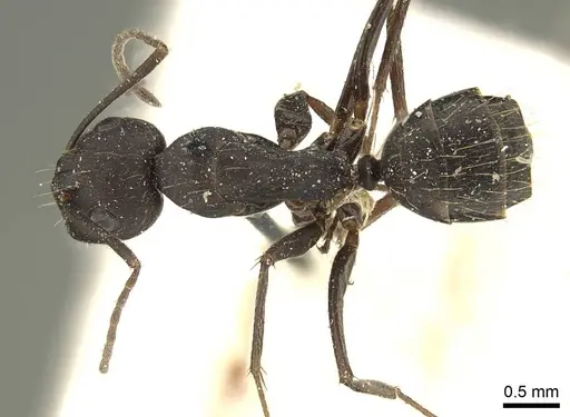 Camponotus acvapimensis specimen CASENT0915680 image casent0915680_1