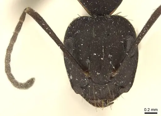 Camponotus acvapimensis specimen CASENT0915680 image casent0915680_2
