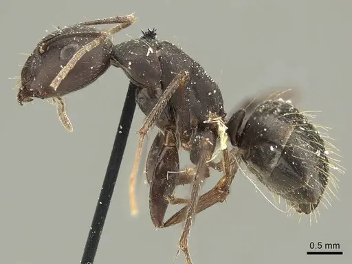Camponotus acvapimensis specimen CASENT0915680 image casent0915680_3