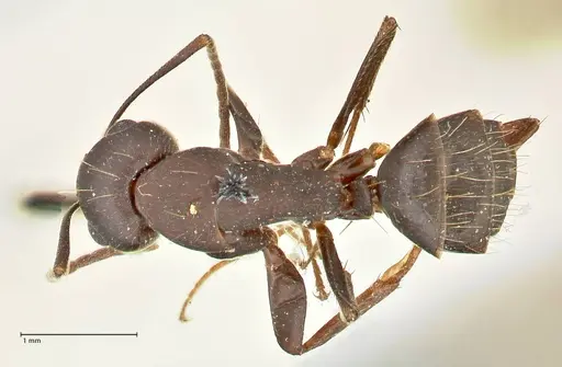 Camponotus acvapimensis specimen FOCOL2420 image focol2420_1