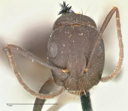 Camponotus acvapimensis specimen FOCOL2420 image focol2420_2