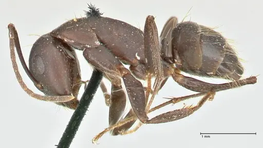 Camponotus acvapimensis specimen FOCOL2420 image focol2420_3