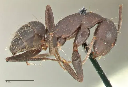 Camponotus acvapimensis specimen FOCOL2420 image focol2420_4