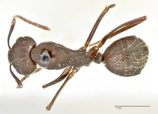 Camponotus acvapimensis specimen FOCOL2421 image focol2421_1