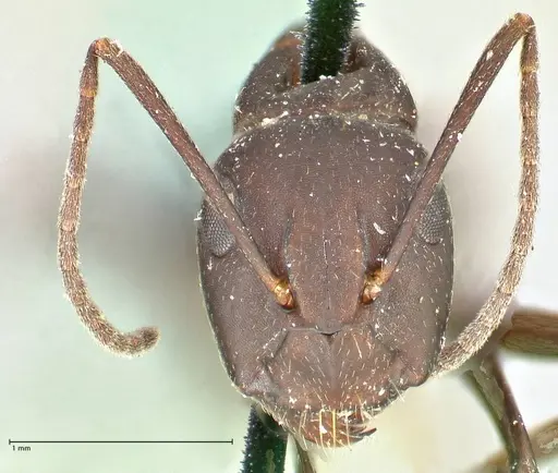 Camponotus acvapimensis specimen FOCOL2421 image focol2421_2