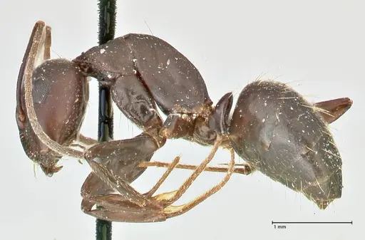 Camponotus acvapimensis specimen FOCOL2421 image focol2421_3