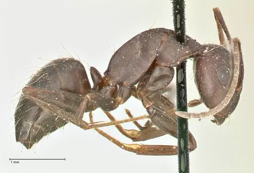 Camponotus acvapimensis specimen FOCOL2421 image focol2421_4