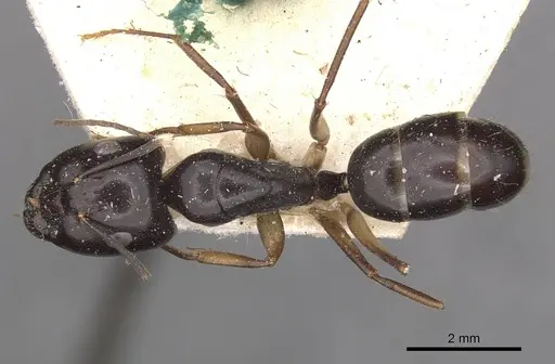 Camponotus adami specimen CASENT0910361 image casent0910361_1