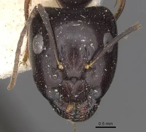 Camponotus adami specimen CASENT0910361 image casent0910361_2