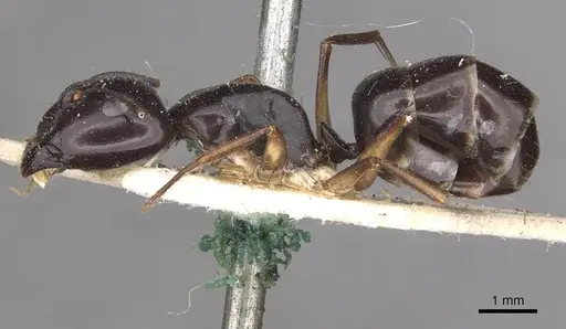 Camponotus adami specimen CASENT0910361 image casent0910361_3