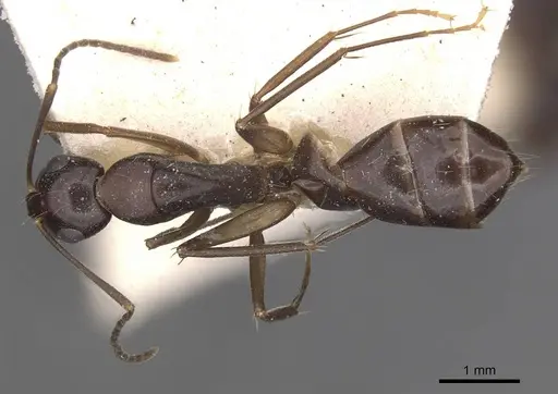 Camponotus adami specimen CASENT0910362 image casent0910362_1