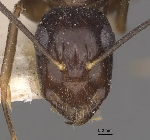 Camponotus adami specimen CASENT0910362 image casent0910362_2