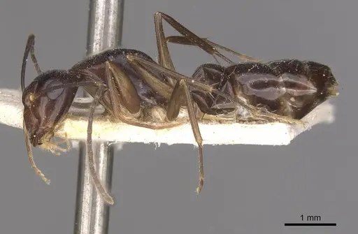 Camponotus adami specimen CASENT0910362 image casent0910362_3