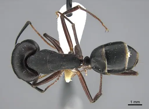 Camponotus adenensis specimen ANTWEB1041886 image antweb1041886_1