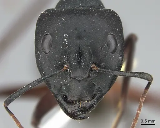 Camponotus adenensis specimen ANTWEB1041886 image antweb1041886_2