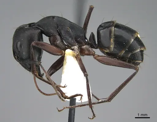 Camponotus adenensis specimen ANTWEB1041886 image antweb1041886_3