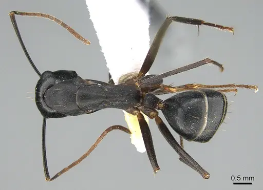 Camponotus adenensis specimen ANTWEB1041916 image antweb1041916_1