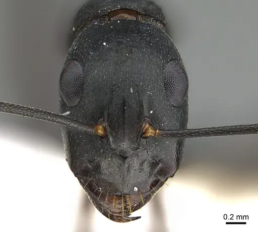 Camponotus adenensis specimen ANTWEB1041916 image antweb1041916_2