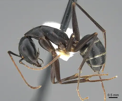 Camponotus adenensis specimen ANTWEB1041916 image antweb1041916_3