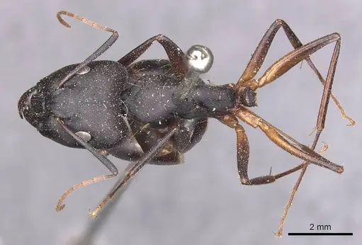 Camponotus adenensis specimen CASENT0905283 image casent0905283_1