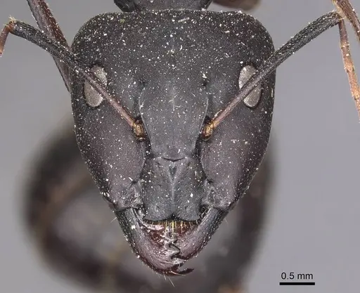 Camponotus adenensis specimen CASENT0905283 image casent0905283_2