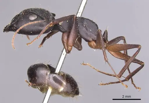 Camponotus adenensis specimen CASENT0905283 image casent0905283_3