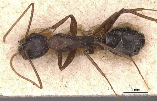 Camponotus adenensis specimen CASENT0905284 image casent0905284_1