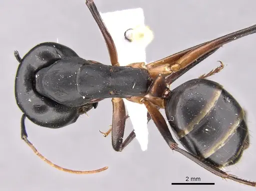 Camponotus adenensis specimen CASENT0906443 image casent0906443_1