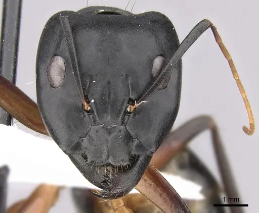 Camponotus adenensis specimen CASENT0906443 image casent0906443_2