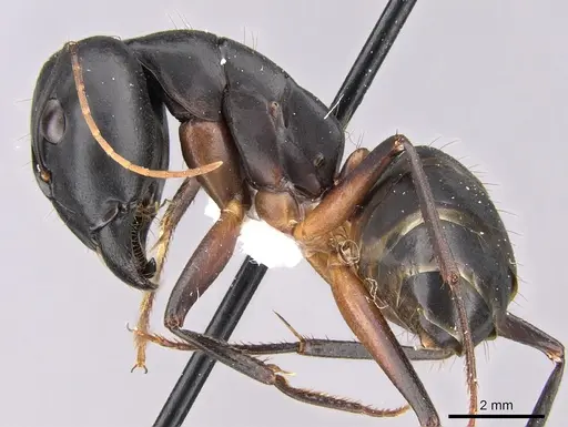 Camponotus adenensis specimen CASENT0906443 image casent0906443_3