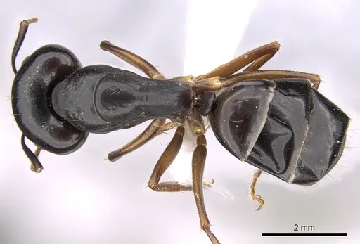 Camponotus adenensis specimen CASENT0906448 image casent0906448_1