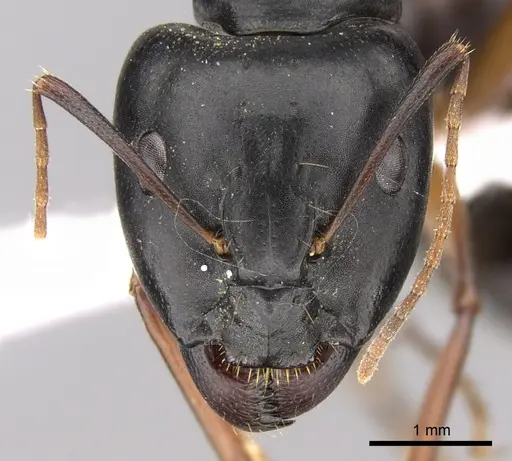 Camponotus adenensis specimen CASENT0906448 image casent0906448_2