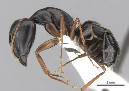 Camponotus adenensis specimen CASENT0906448 image casent0906448_3