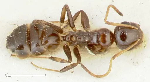 Camponotus adustus specimen FOCOL2281 image focol2281_1
