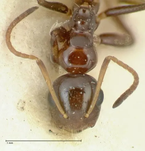 Camponotus adustus specimen FOCOL2281 image focol2281_2