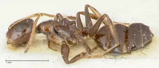 Camponotus adustus specimen FOCOL2281 image focol2281_3